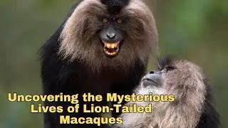 Behind the Mane: Uncovering the Mysterious Lives of Lion-Tailed Macaques