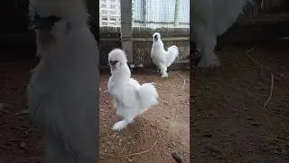 Pure white american Silkie | Just eight month