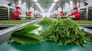 Inside the Modern Tea Processing Factory: From Fresh Tea Leaves to Dried Tea (Full Process)