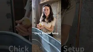 Chick Brooder Setup #raisingchickens