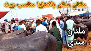 MULTAN Mandi Rates Update  | Cows And Buffalo Fresh Rates Update | Cow Mandi #3
