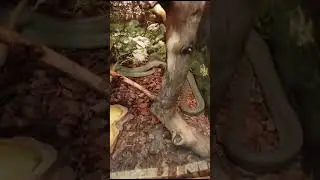 Змея зеленая бойга.