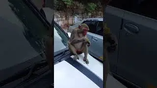 red face monkey