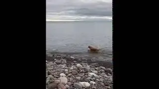 Our Ollie Goes Swimming in Lake Superior at Bluefin Bay