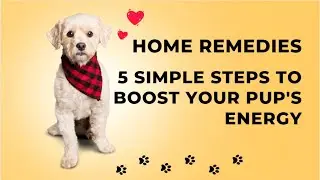 Home Remedies for a Lethargic Dog: 5 Simple Steps to Boost Your Pup's Energy