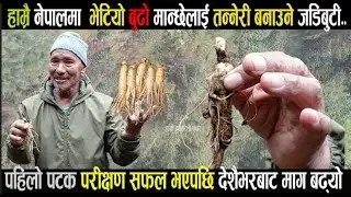 मान्छेलाई सधैँ उस्तै बनाइरहने जडिबुटी - Ginseng farming in Nepal