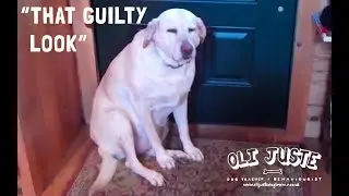 That Look Of Guilt