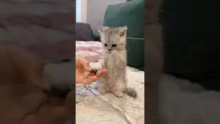 Cute a little Kitty #funny #cat #cute #babykitty
