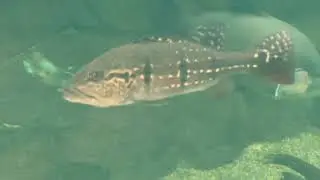 Neotropical rattlesnakes and fish Pittsburgh Zoo and Aquarium Pennsylvania best zoos USA