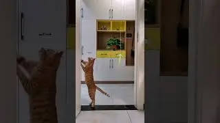 #comedyvideo #comedy #cat #story #youtubeshorts #Badal Barsha Tech Tec