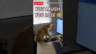 You Laugh You Lose Funny Cat (87)🤣 #shorts #viral