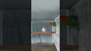 Albino Red Eye X Green Opaline