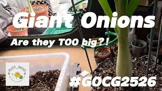 Giant onions are they too big?!