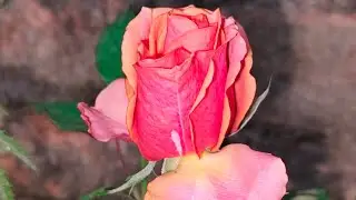 শ্রাবন্তী বিজলী বন্ধুরা রাতের লাইভে জয়েন হয়ে যাও প্লিজ