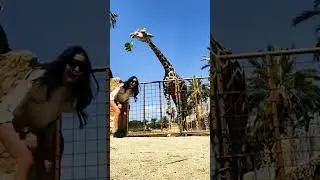 #laughinganimals