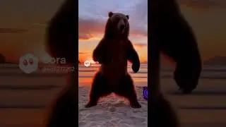 Bear dancing #viral #funny #bear #music #fyp