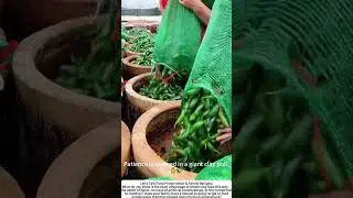 The Art of the Crock: Pickling Cucumbers in a Giant Jar 🥒