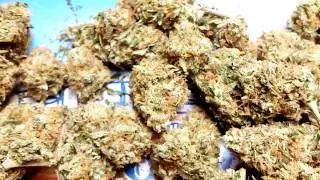 Chocolate master kush harvest