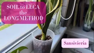 Soil to LECA - the Long Method | Snake Plant