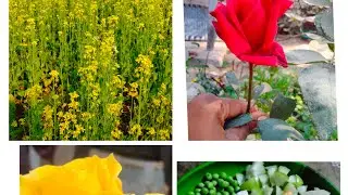 সবার বাড়িতে পূজা কেমন কাটছে 😊