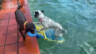 DockDogs try PuppyDock