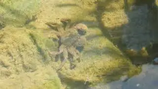 Having a lunch? (Japanese mitten crab in Kamakura)