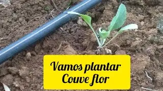 vamos plantar couve flor no canteiro!!
