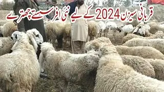6 February 2024 Bakra mandi chok azam rate update || Qurbani collection kajlay chatray in low rate