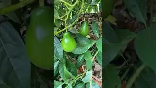 Avocados And Citrus EASILY Growing In North Carolina 🥑🍊🍋