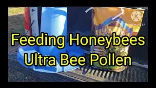 Feeding Honeybees Ultra Bee Pollen