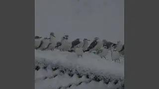 Silvanus in Snowland