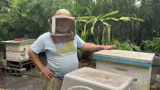 Banana Smoothies for Your Bees - beekeeping