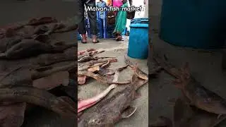 malvan 🐟rs kilo tuna fish 😳 मुशी 200rs  kilo