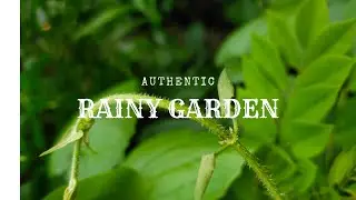Garden Path Rain | Calm Focus for Evening Reset