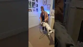 Dalmatian jumping through hoop trick