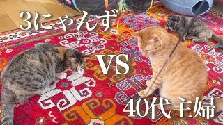 【40代、限界…】猫じゃらし係、撮影係、全部ひとりでやってます。今日も3にゃんず。