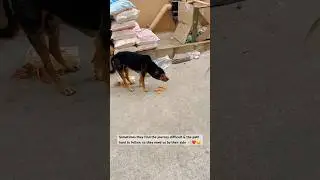 Dog Wisdom #viral #trending #karma #help #dog #feedshorts