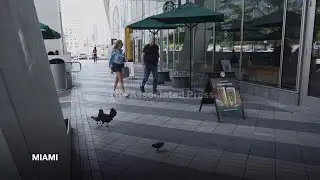 How the rooster became one of Miami&rsquo;s iconic birds