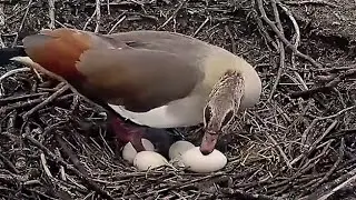 Die Gans hat das sechste Ei gelegt~2023 -04-13~Storchennest am Menkebach