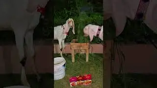 #BakraEidChandRaat #ChandRaatVibes #EidAlAdha2025 #QurbaniTime #EidPrep #MoonSighting #EidFeels