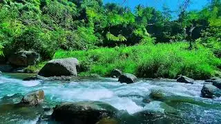 Forest River Water Noise, Mountain Stream Flow, Sleeping