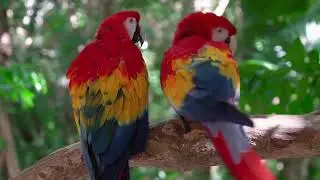 Beautiful nature sounds, Parrot video, 🦜 Birds chripping sounds, copyright free music