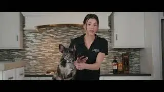 Explainer Video - Global Pet Security