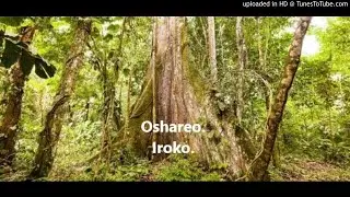 Oshareo. Iroko.