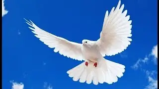 The True Meaning of Grace.........