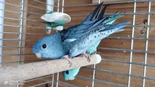 Bolborhynchus lineola young couple of parrots