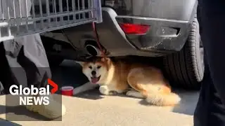 Dog owners fined after viral video shows pup left in sun in Costco parking lot