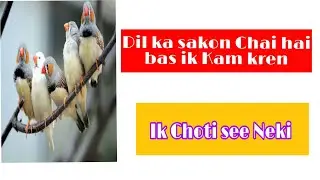 Dil ka sakon ik choti se Neki sy 🍃🍃🍃🍃🍃