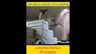 Jumping practice for puppies || jumping dog || dog stunts #shorts #jumpingdog #dogstunts