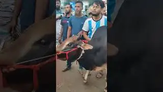 Watch the sad scene of cow sale at the last moment of the market